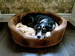 A dog in a dog bed