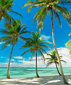 A beach in St. Vincent