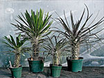 Cacti from Gethsemane Gardens