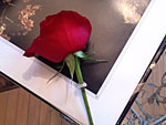 A red rose from Nancy Krause Floral Design & Garden Antiques