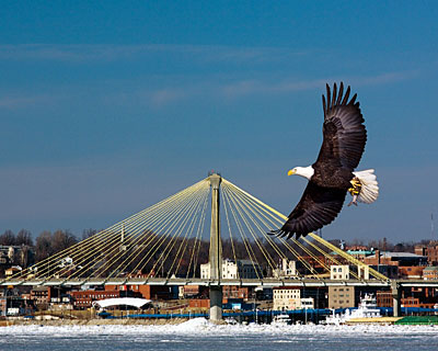 A bald eagle flying over the Mississippi River