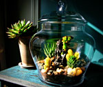 A colorful terrarium