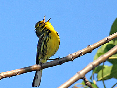 A bird singing