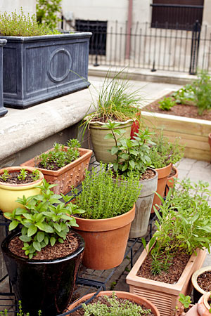 LARGE TERRACOTTA POTS