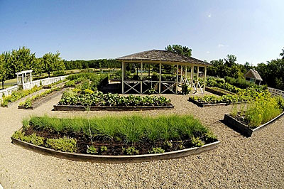 Vegetables at Joseph Decuis Farm