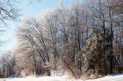 A snowy forest