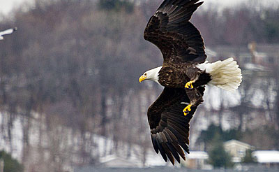 A bald eagle