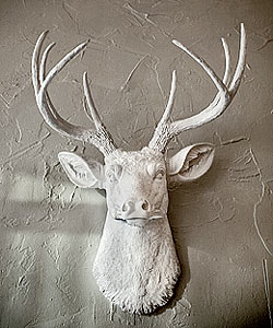 A deer head on a wall at Elizabeth
