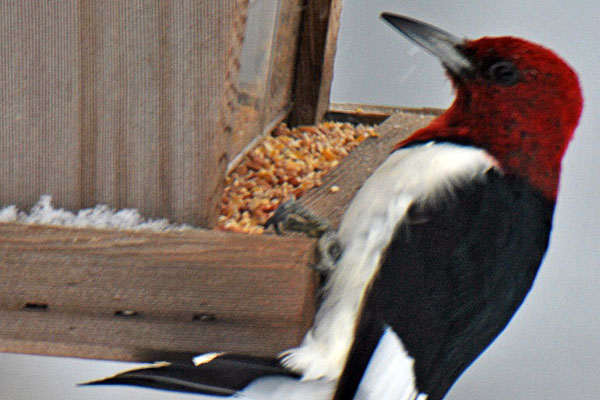 A woodpecker on a bird feeder