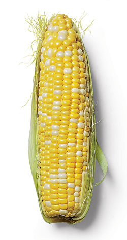 An ear of corn