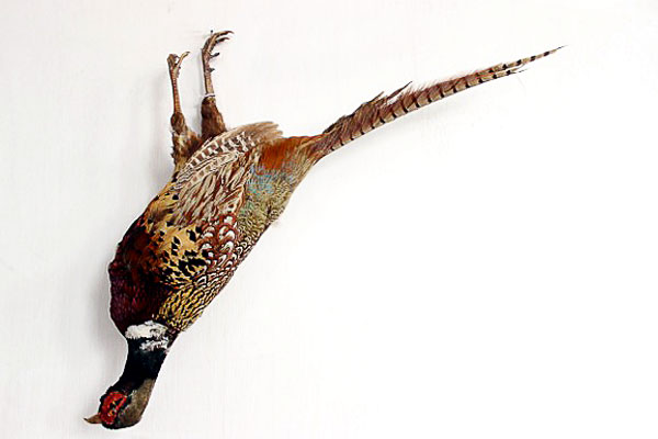 A pheasant for sale at the Rebuilding Exchange