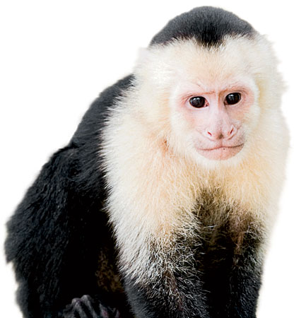 Capuchin monkey