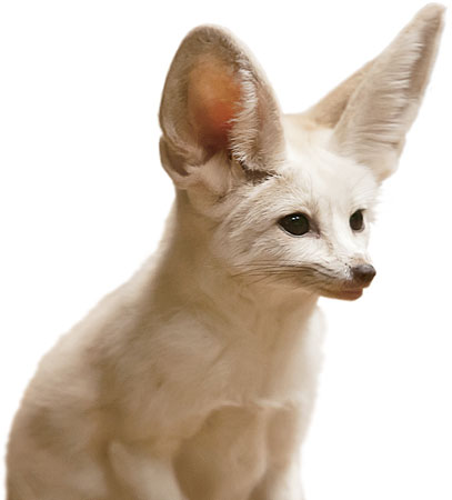 Fennec fox