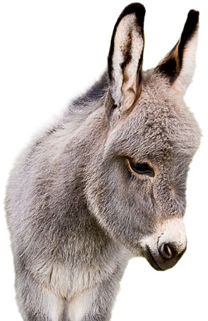 Mini burro