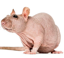 Naked rat