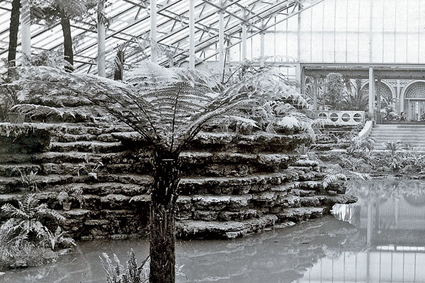 Fern Room construction
