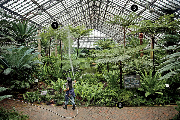 Fern Room at the Garfield Park Conservatory