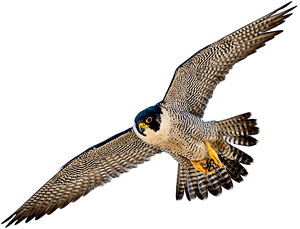 Peregrine falcon