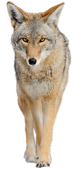 Coyote