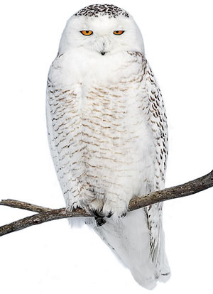 Snowy owl