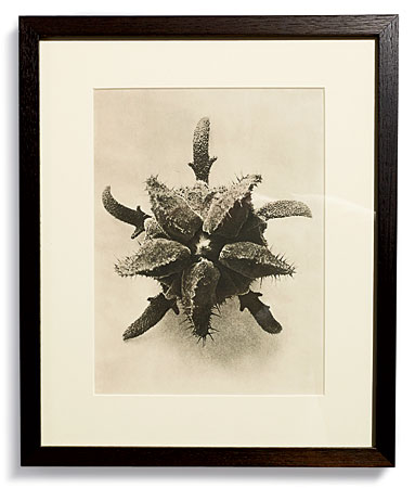 Karl Blossfeldt photo