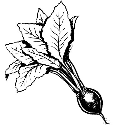 Beet illustration