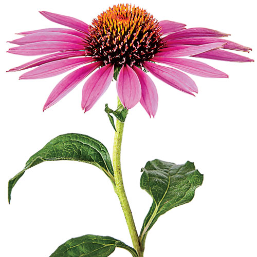 Coneflower