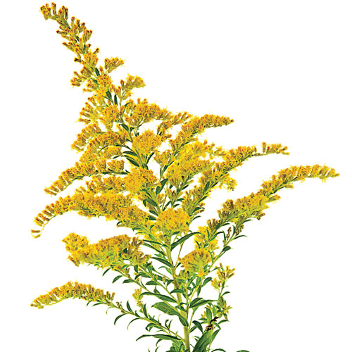 Goldenrod