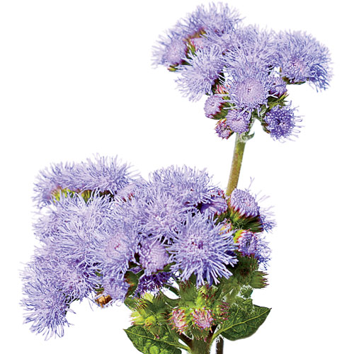 Hardy Ageratum