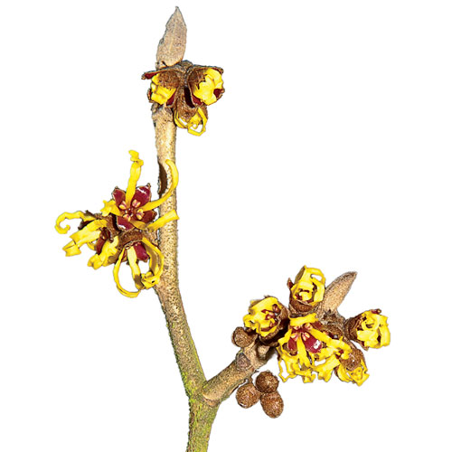 Witch Hazel