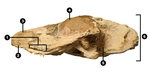An Ichibengops fossil