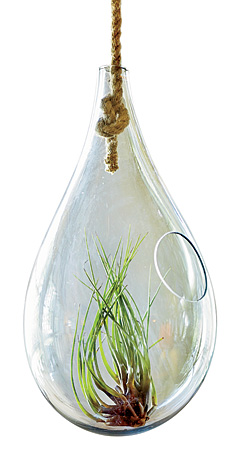 Hanging terrarium