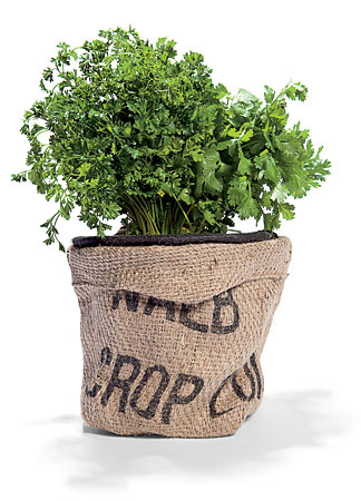 Grow-your-own kit for basil, cilantro, and parsley