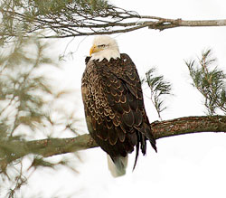 A bald eagle