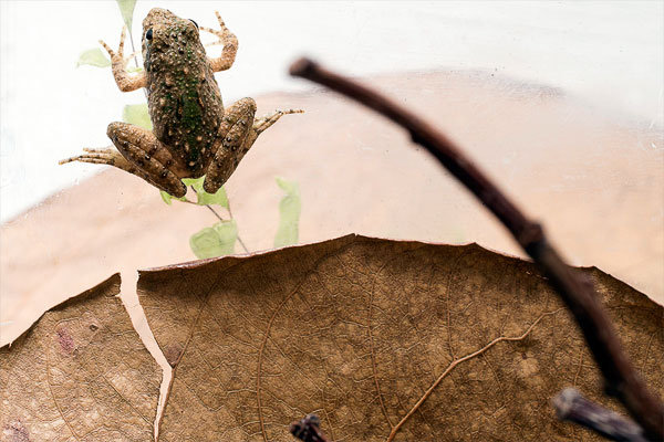 Shedd Aquarium’s Amphibians