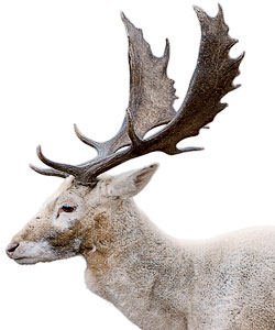 White deer