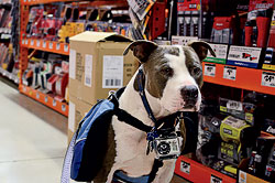 A dog at Home Depot