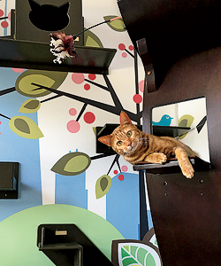 Meeow Chicago provides cat trees to its boarders