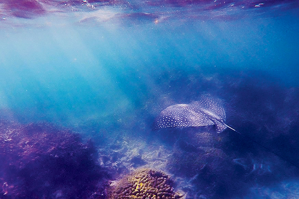 A ray near Turks and Caicos’ barrier reef