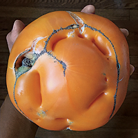 5-lb. heirloom tomato