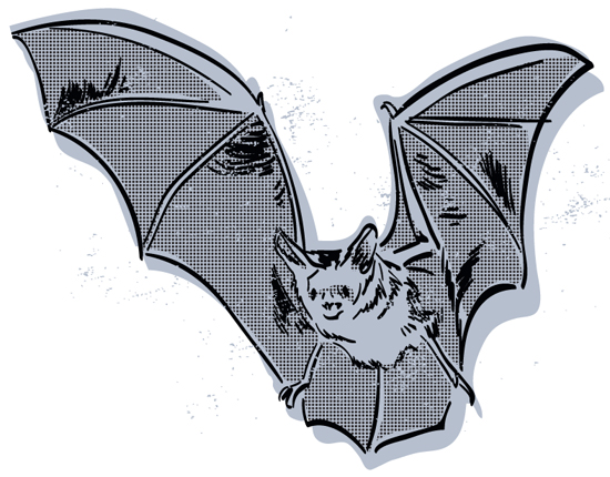 Bat