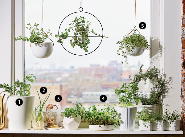 Plantes de rebord de fenêtre de cuisine d'intérieur