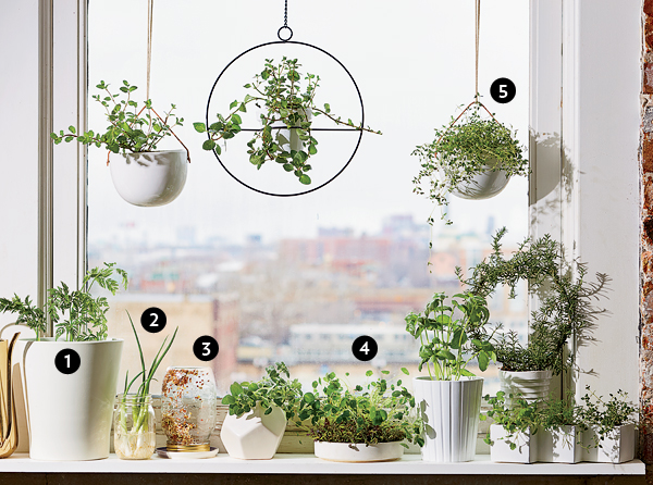 Windowsill garden