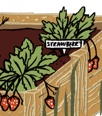 Strawberries illustration