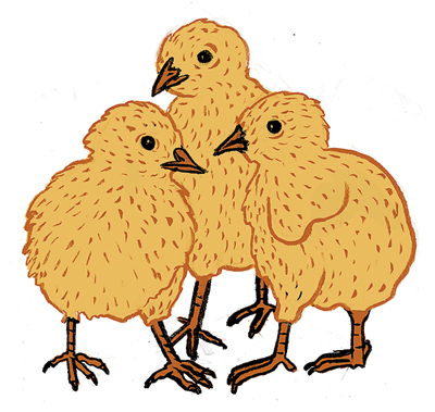 A group of chicks illustration