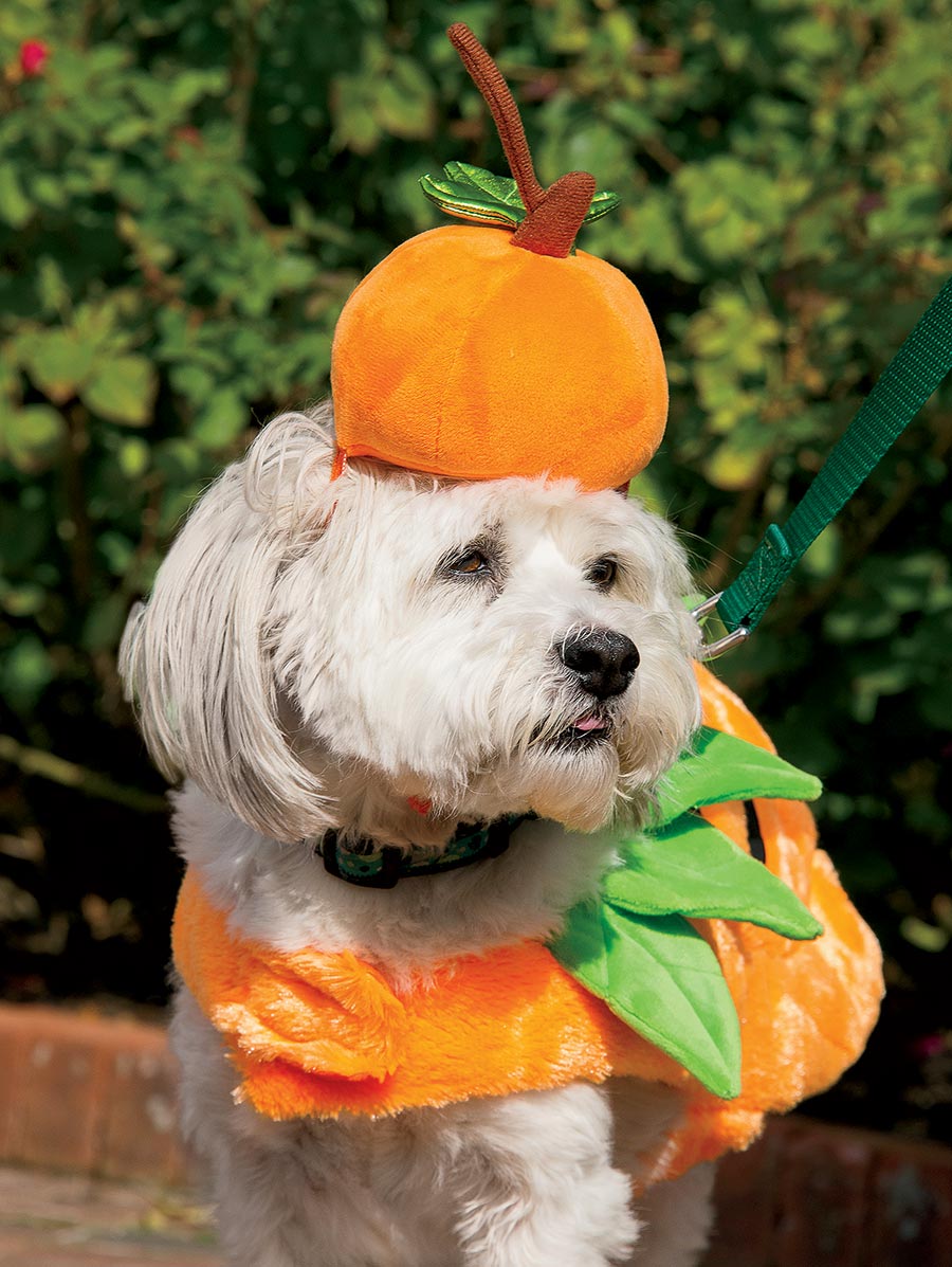 Spooky Pooch Parade