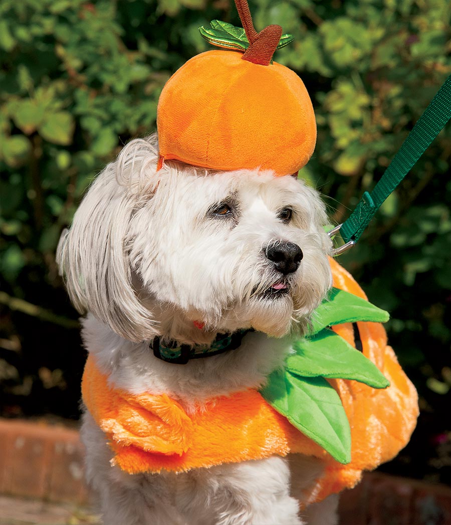 Spooky Pooch Parade