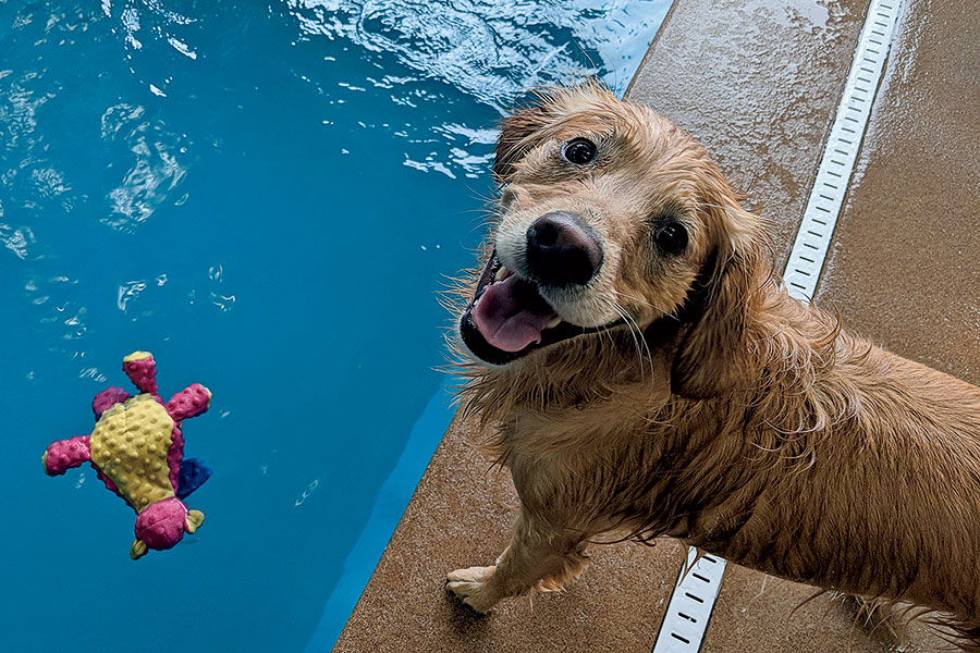 Doggy Paddle