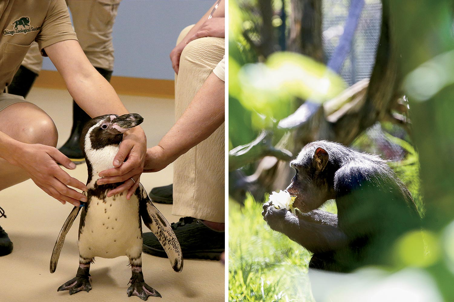 A penguin at Brookfield Zoo and a gorilla at Lincoln Park Zoo