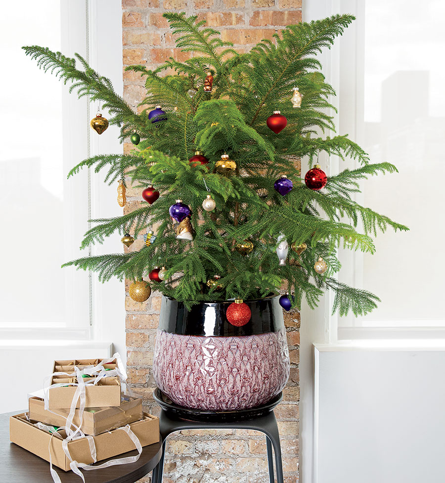 Norfolk Island Pine